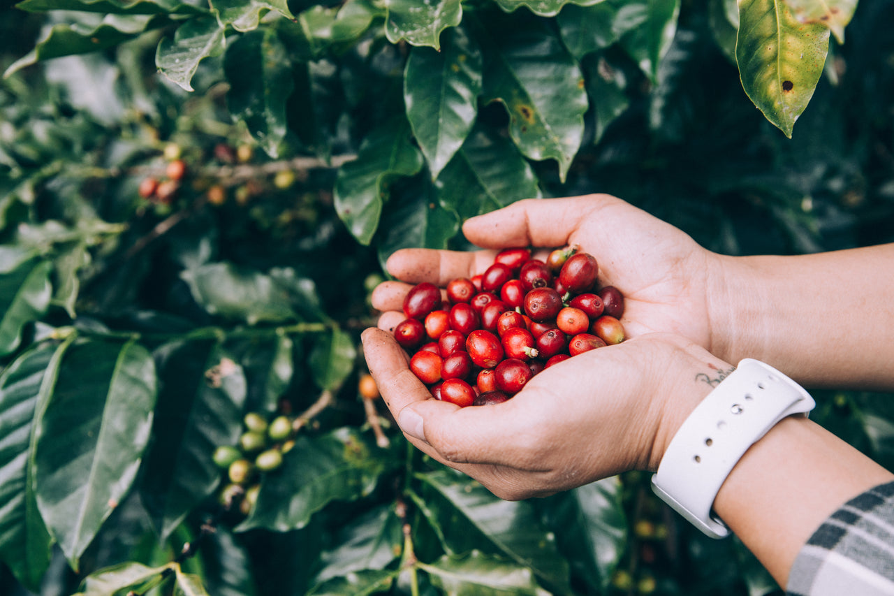 Choosing the right Italian Aroma coffee bean roast for offices, cafés, restaurants and commercial coffee machines.